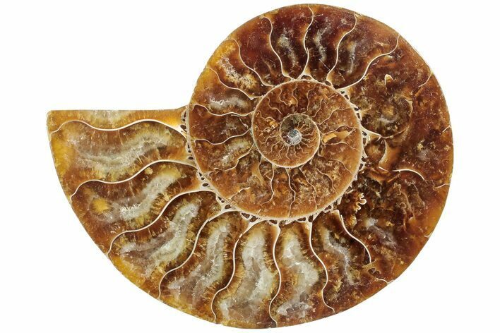 Cut & Polished Ammonite Fossil (Half) - Madagascar #233541